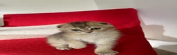 Scottish Fold cats for sale: LOVELY SCOTTISH FOLD CHINCHILLA SILVER KITTENS - Advert 5