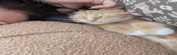 Mixed Breed cats for sale: Archie and Alice  in Midhurst - Advert 6