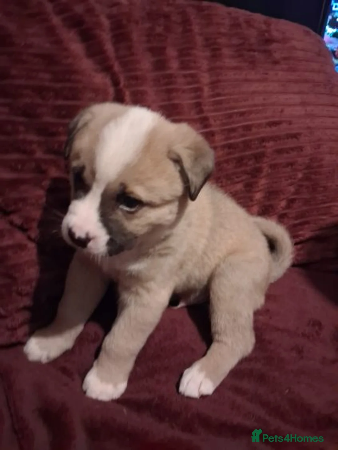 Mixed Breed dogs for sale: Akita x American staff puppies for sale  - Advert 2