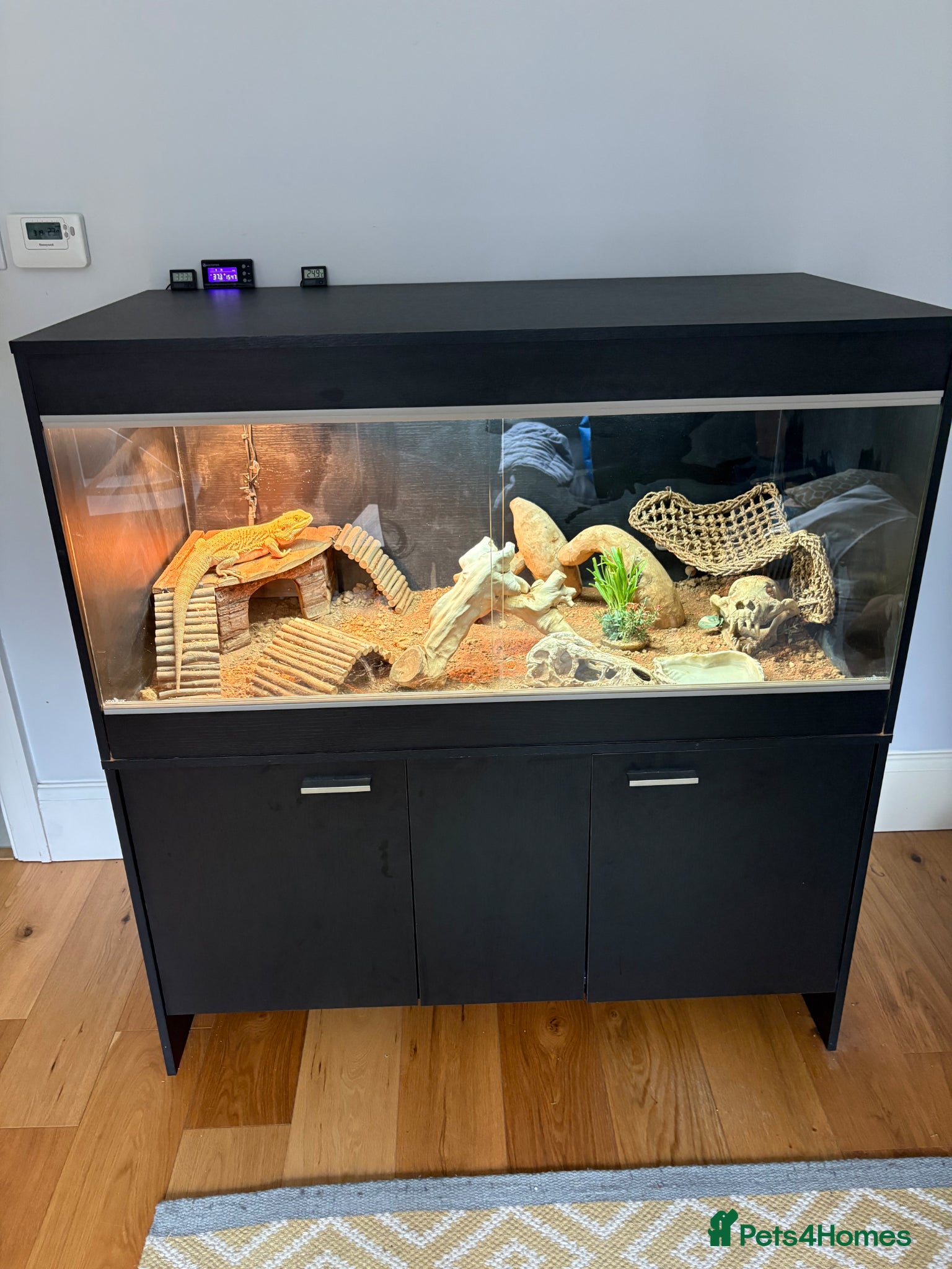 Bearded Dragon reptiles Bearded Dragon, Full Vivarium Set Up & Extras - Advert 18