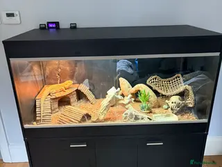 Bearded Dragon reptiles Bearded Dragon, Full Vivarium Set Up & Extras - Advert 18