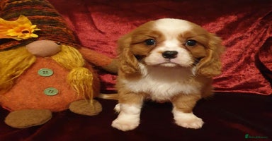 Cavalier King Charles Spaniel dogs ONLY 1 BOY LEFT! STUNNING CAVALIER PUPPIES! - Advert 2