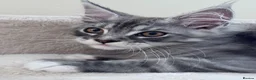 Maine Coon cats for sale: Gorgeous Pedigree Maine Coon Kittens for Sale - Advert 12