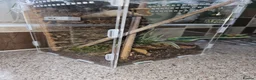 Gecko reptiles for sale: Mourning gecko hatchling and tank in Northampton - Advert 3