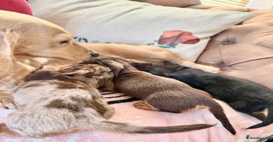 Miniature Dachshund dogs 🩷🌟Beautiful Fluffy  KC tiny mini  🌟🩷 - Advert 11