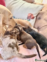 Miniature Dachshund dogs 🩷🌟Beautiful Fluffy KC tiny mini 🌟🩷 - Advert 11