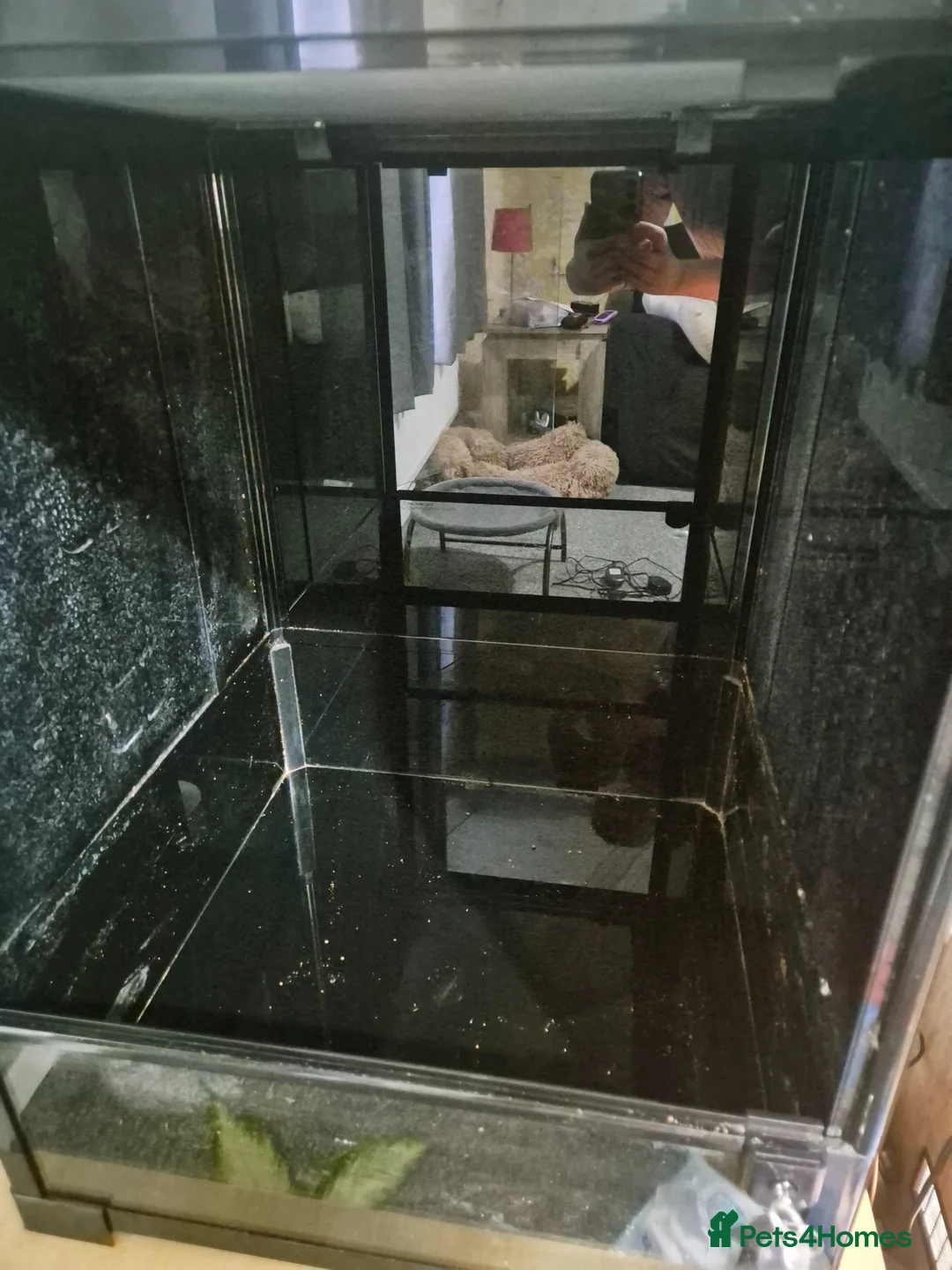 Gecko reptiles for sale: Habistat aboreal terrarium   - Advert 2