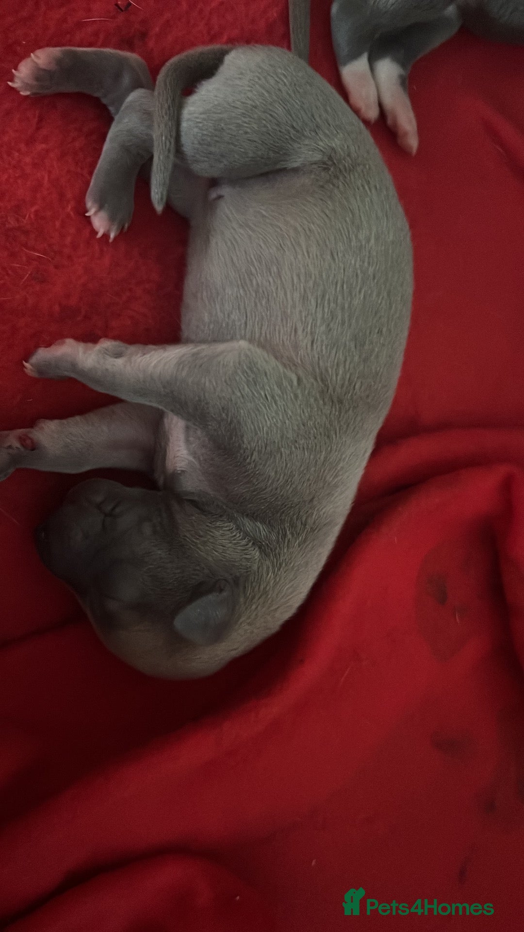 Whippet dogs for sale: Litter Arrived 22nd October - Advert 2
