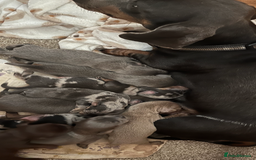 Dachshund dogs for sale: Beautiful rainbow 🌈🌈 litter 💙🩷 - Image 1