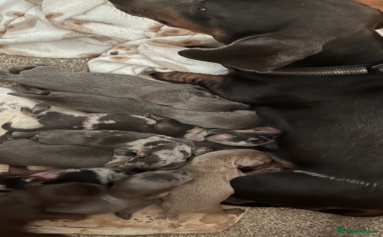 Dachshund dogs - Advert 13