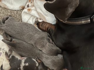 Dachshund dogs - Advert 6