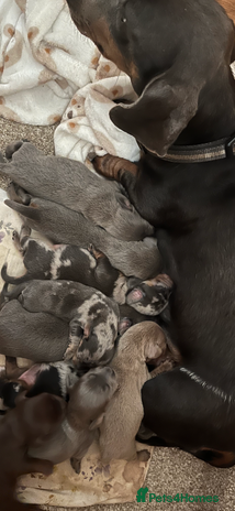 Dachshund dogs - Advert 1