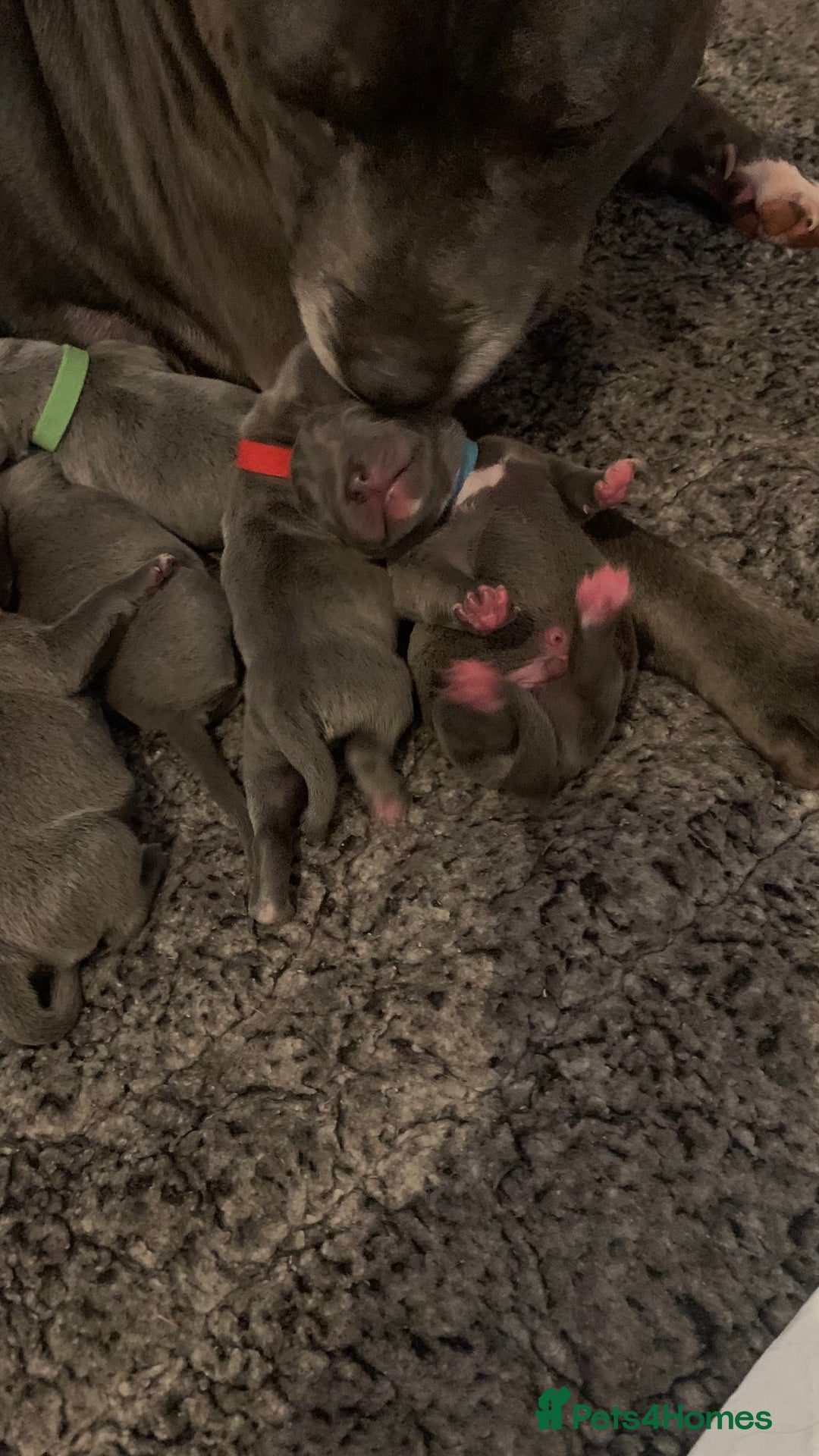 Staffordshire Bull Terrier dogs for sale: Staffordshire bull terrier puppies | blue staff - Image 10