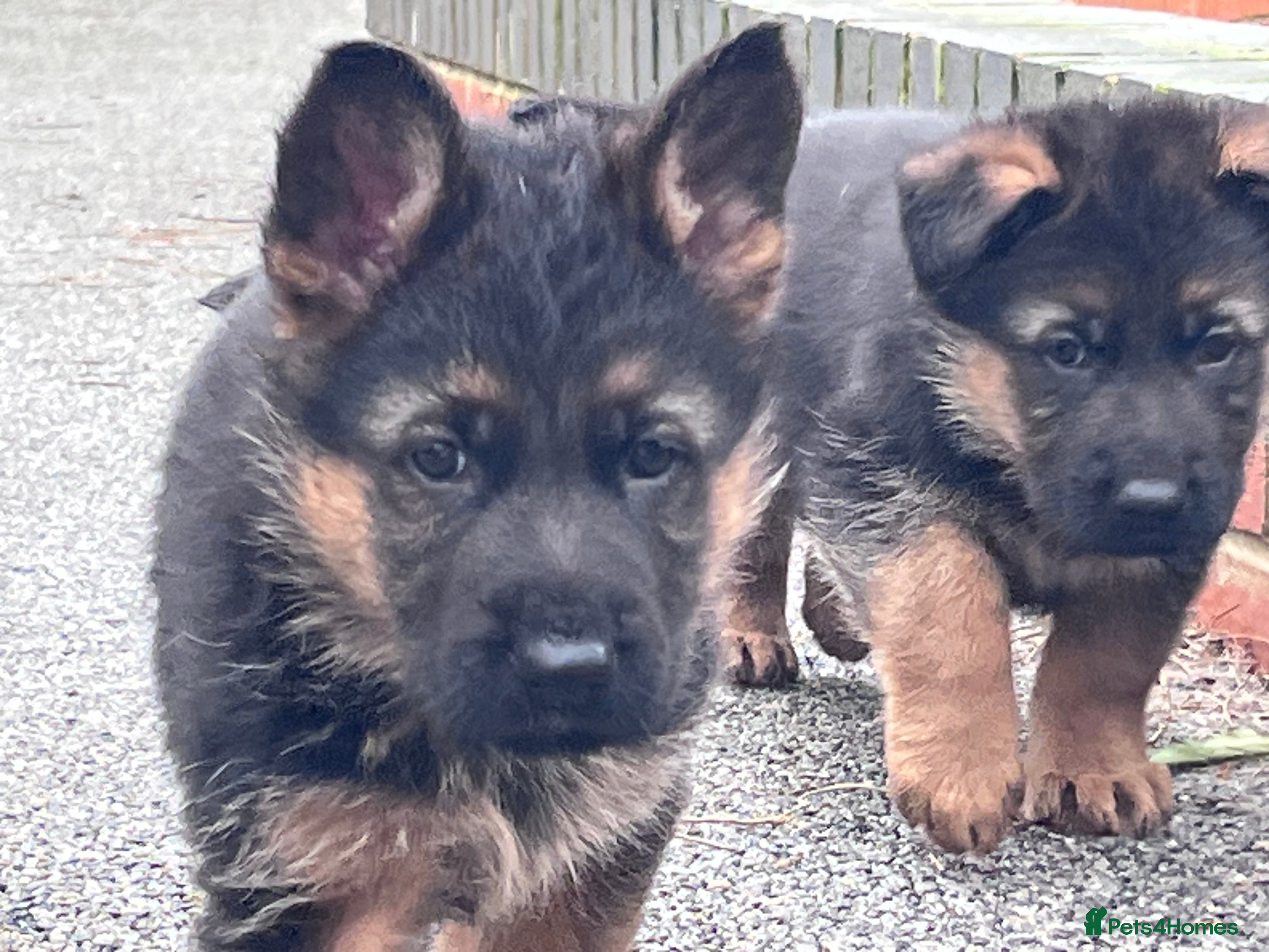 German Shepherd dogs KC reg German shepherd puppies  - Advert 5