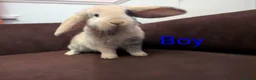 Mini Lop rabbits for sale: Mini Lop babies for sale £40 each - Advert 7