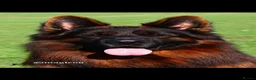 German Shepherd dogs for sale: Top Quality German shepherd long hair puppies  - Advert 3