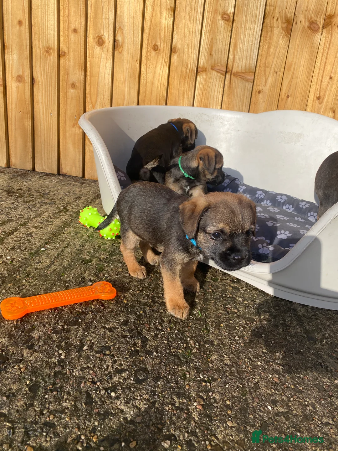 Border Terrier dogs for sale: ⭐️BORDER TERRIER PUPPIES  - Advert 24
