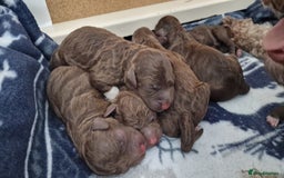 Lagotto Romagnolo dogs for sale: Lagotto Romagnolo, pure breed, KC reg litter - Image 2