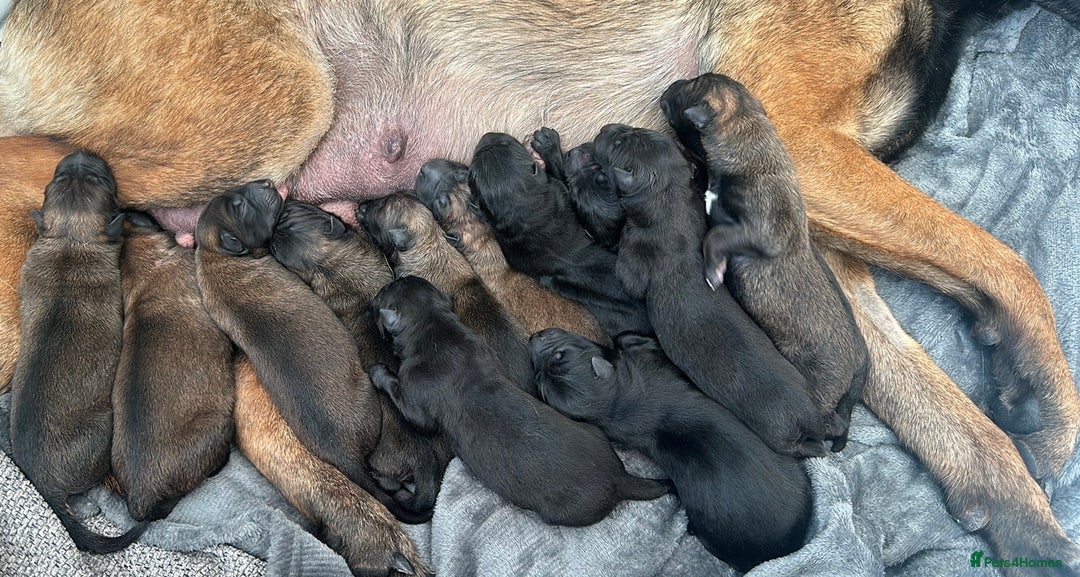 Belgian Shepherd Dog dogs for sale: JOKERLampak9🔥Narla VVk9🔥 belgian Malinois puppys - Image 14