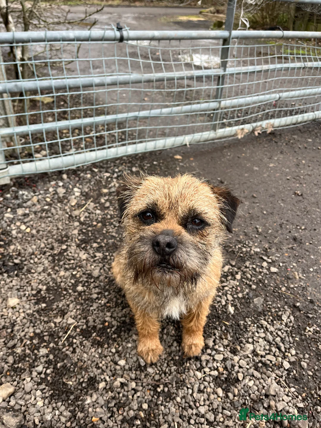 Border Terrier dogs for stud: KC Registered Border Terrier  - Advert 1