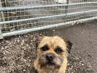 Border Terrier dogs KC Registered Border Terrier - Advert 1