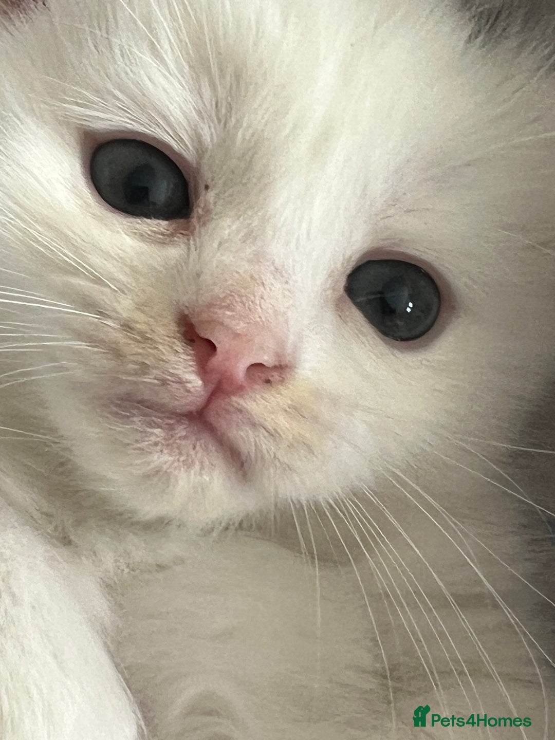 British Shorthair cats for sale: 5 kittens  - Image 3