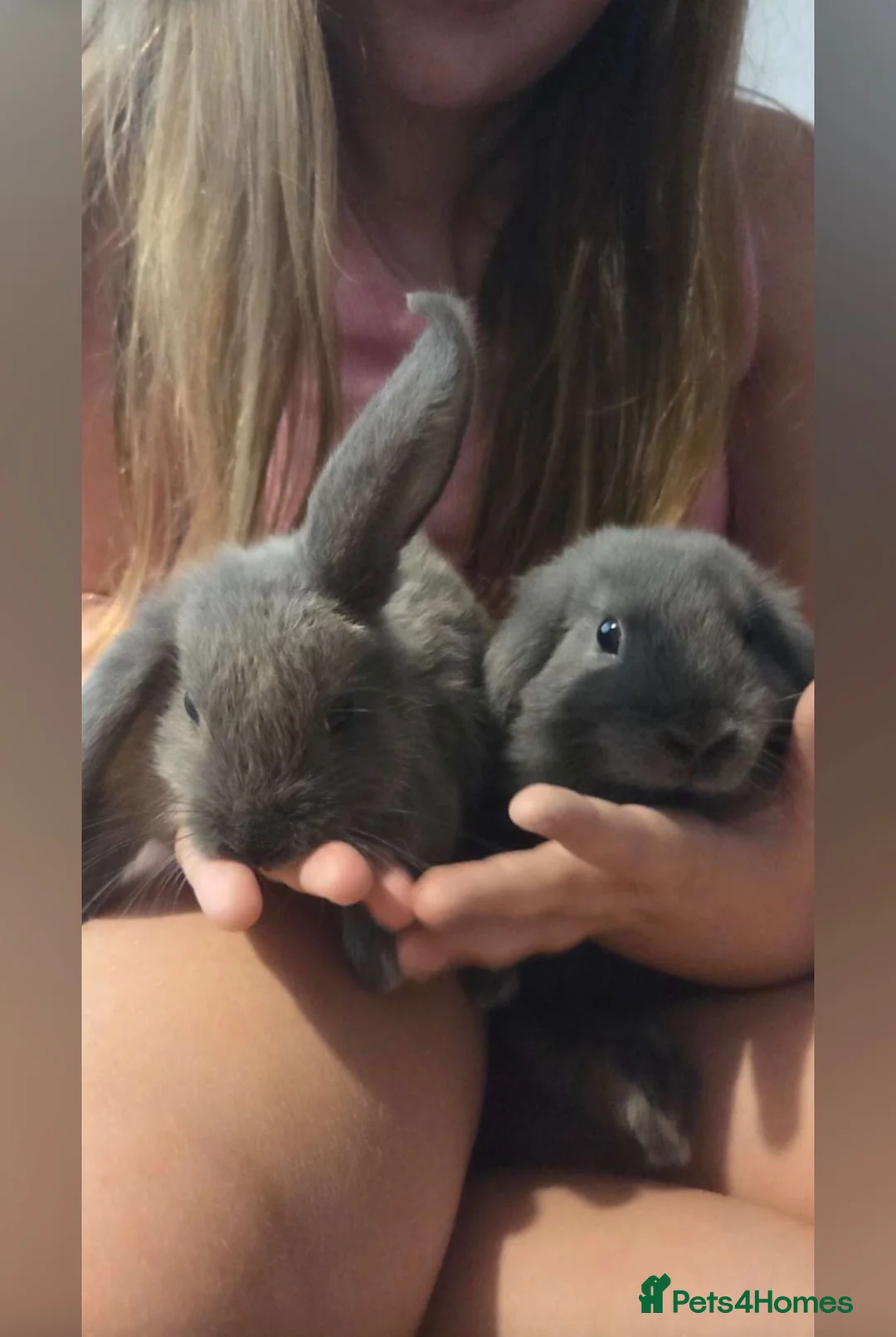 Mini Lop rabbits for sale: 1 male mini lop left  - Advert 2