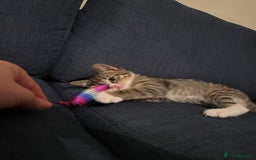 Mixed Breed cats for sale: 🐾 Playful Male Kitten Ready Now! 🐾 - Image 5