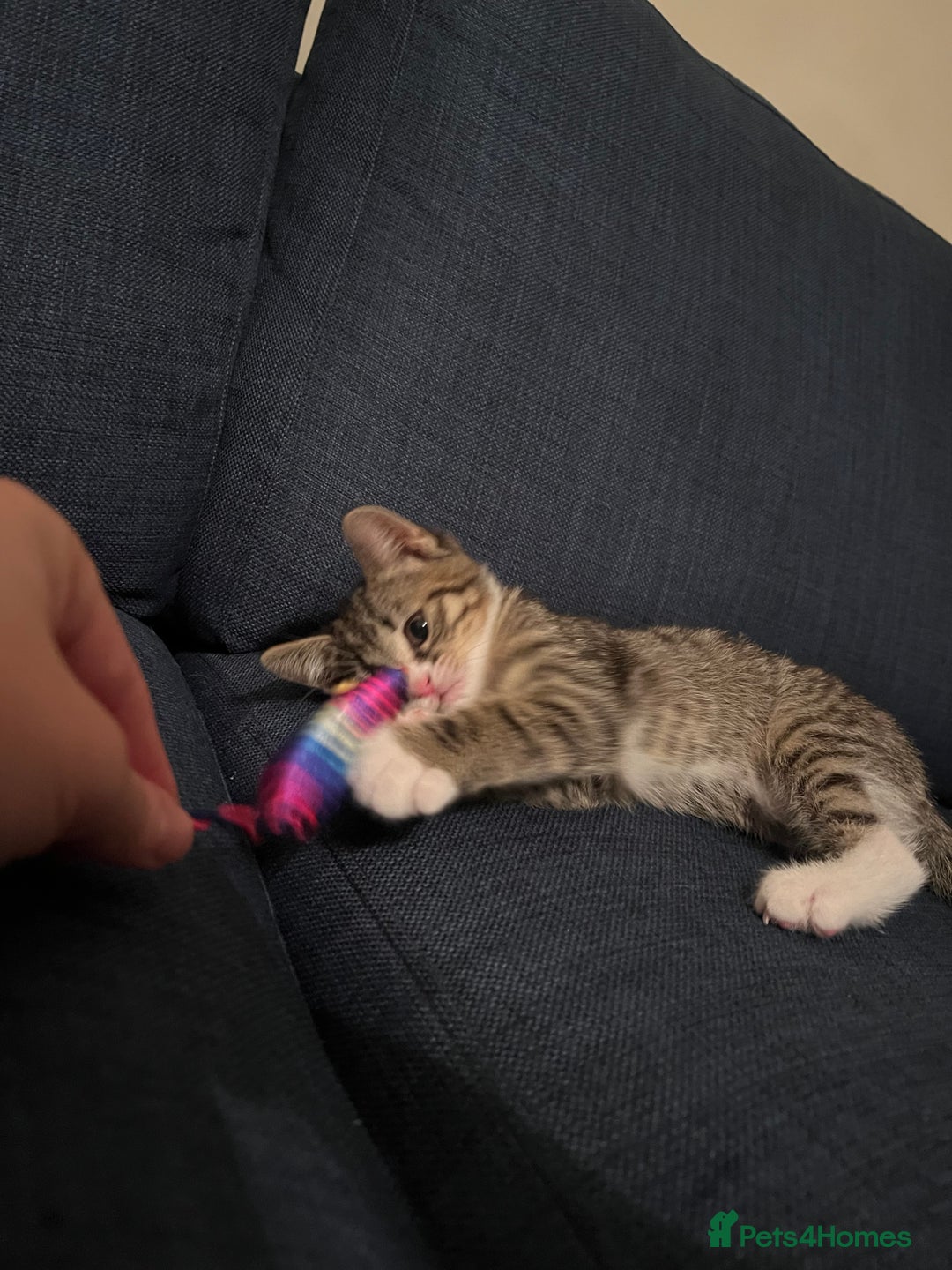 Mixed Breed cats for sale: 🐾 Playful Male Kitten Ready Now! 🐾 - Image 5