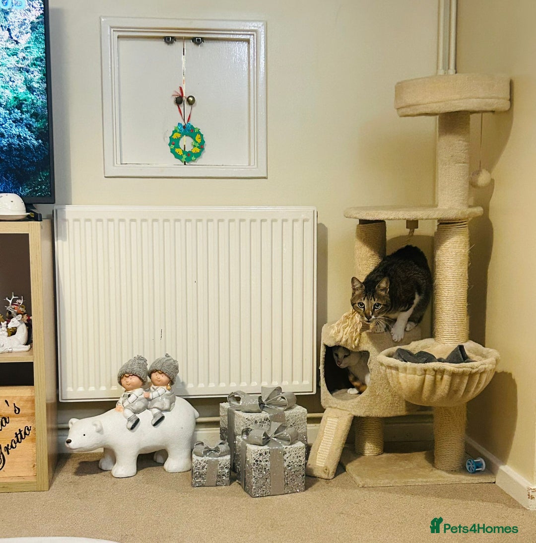 Mixed Breed cats for adoption: [Indoors only] Tom, Bryan, Ezzie: cuddliest boys - Image 10