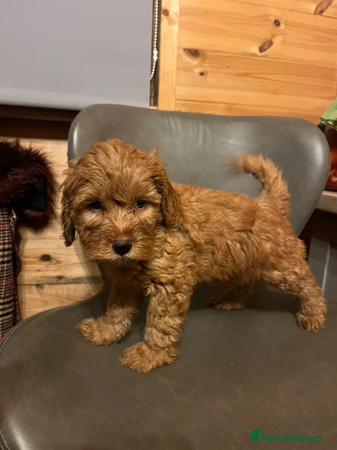 Cavapoo dogs for sale: Cava poo puppies - Advert 10