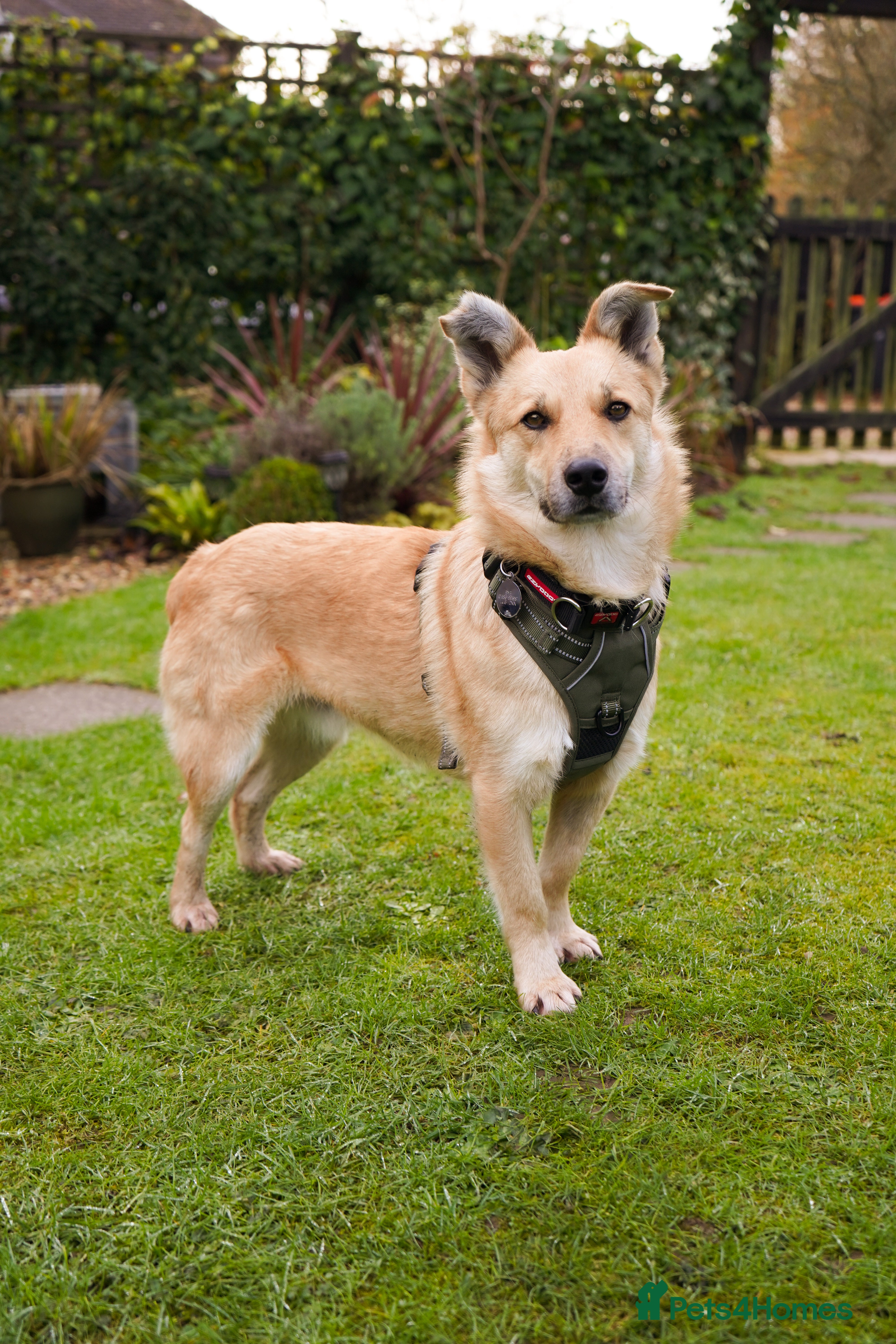 Mixed Breed dogs Currently in Foster - Eddie  - Advert 1