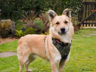 Mixed Breed dogs Currently in Foster - Eddie - Advert 1