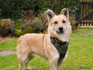 Mixed Breed dogs Currently in Foster - Eddie - Advert 13