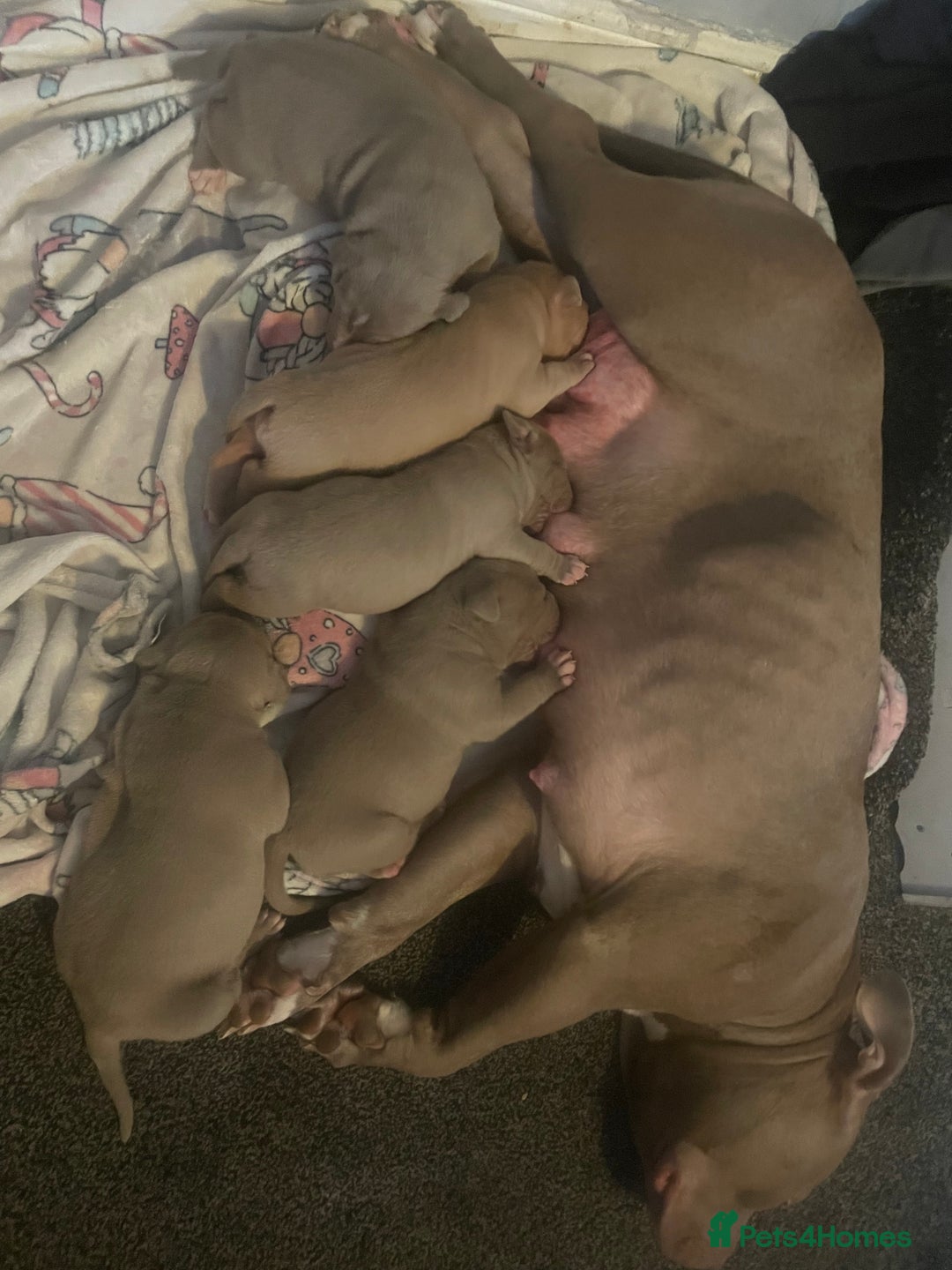 American Bully dogs for sale: Stunning bully pups  - Image 5