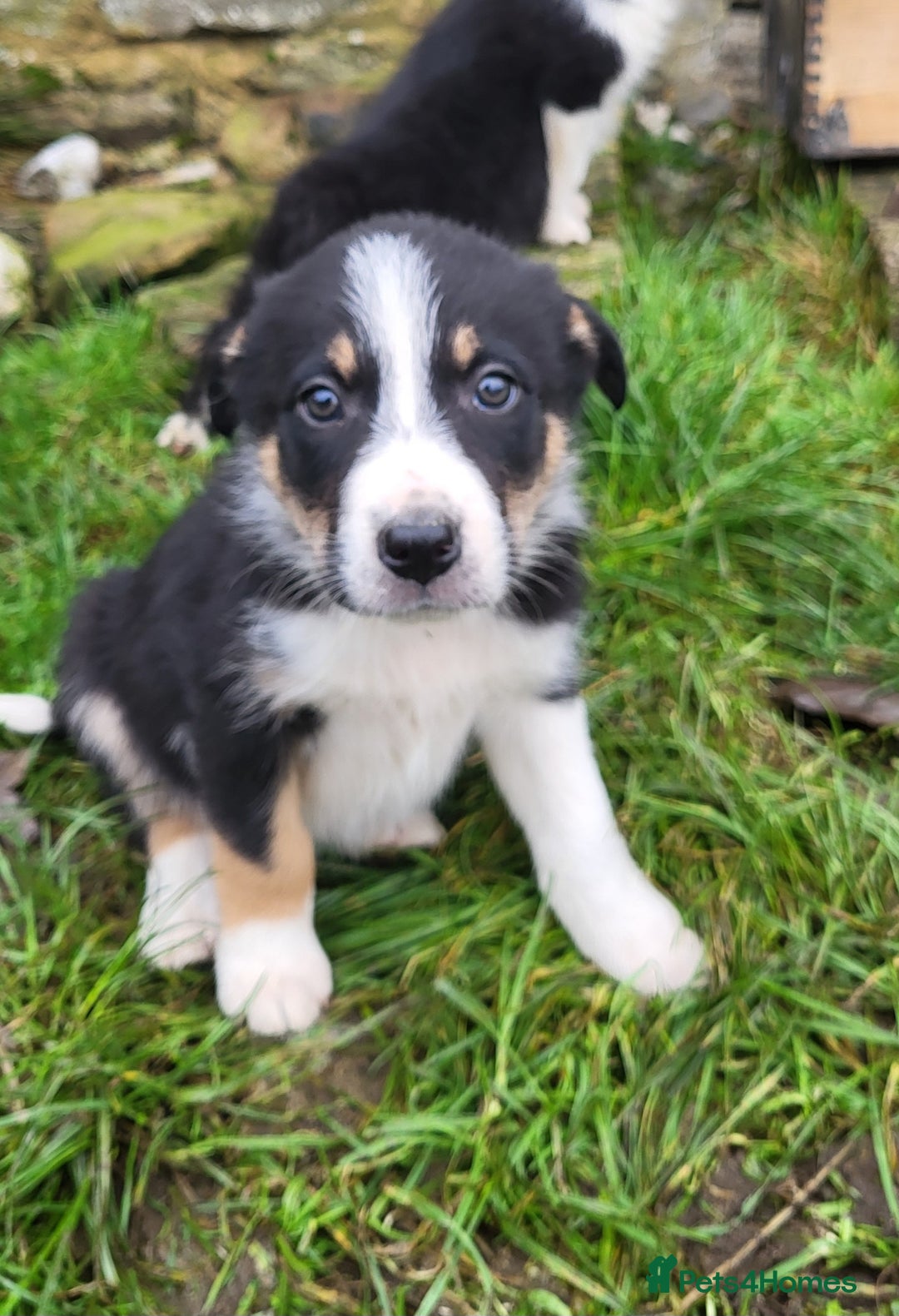 Border Collie dogs for sale: Farm bred, Tri coloured border collie puppies  - Advert 8