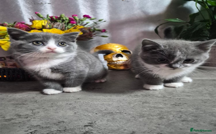 British Shorthair cats - Advert 3