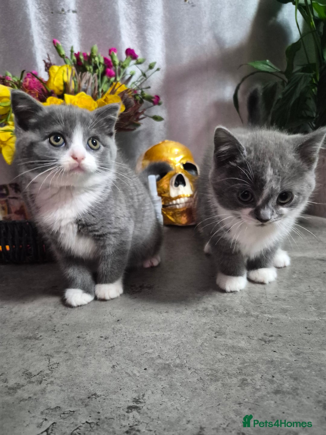 British Shorthair cats for sale: Adorable British Shorthair x Persian Kittens  - Image 1