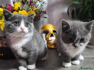 British Shorthair cats - Advert 2