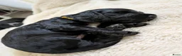 Cocker Spaniel dogs for sale: 🐾🐶Beautiful black show type cocker spaniels 🐾🐶 in Alton - Advert 9