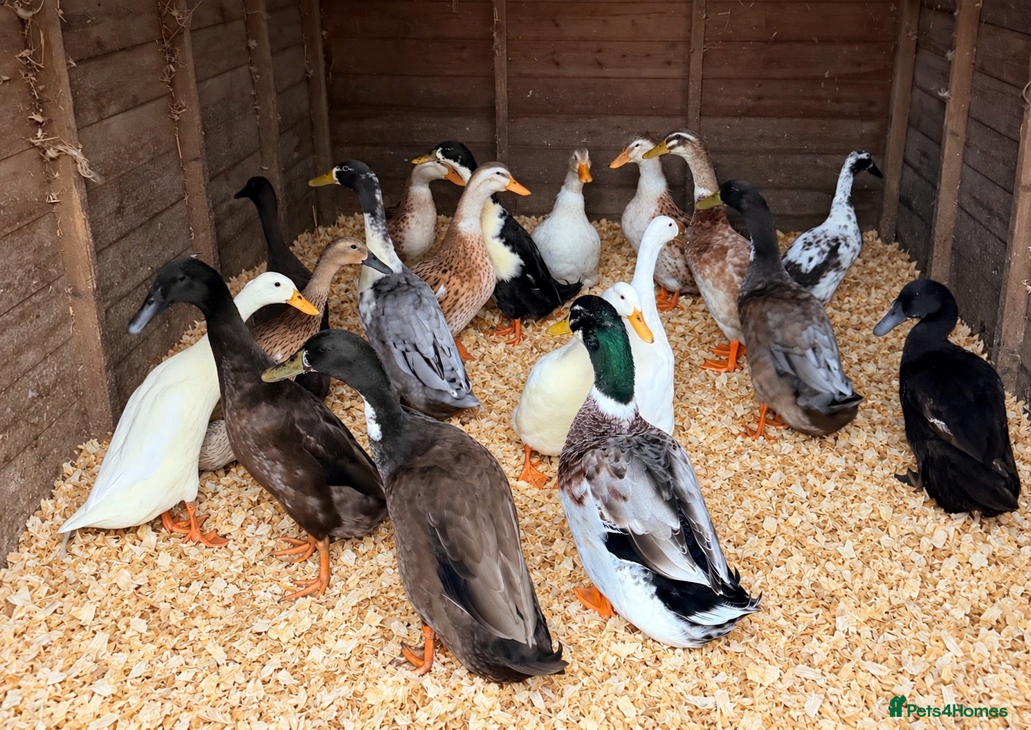 Ducks poultry Mixed flock for sale - Advert 1