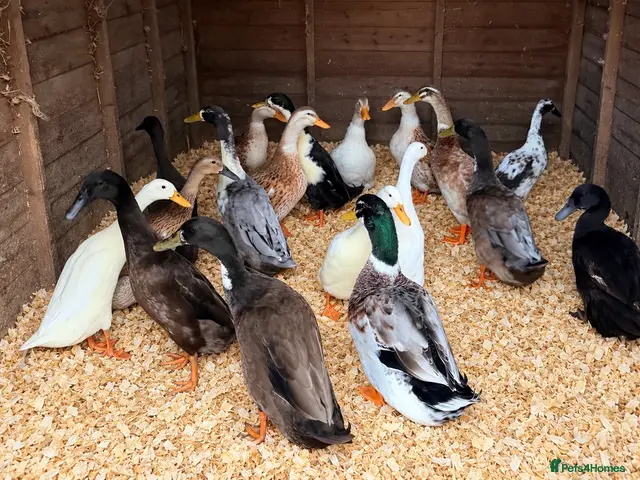Ducks poultry Mixed flock for sale - Advert 1