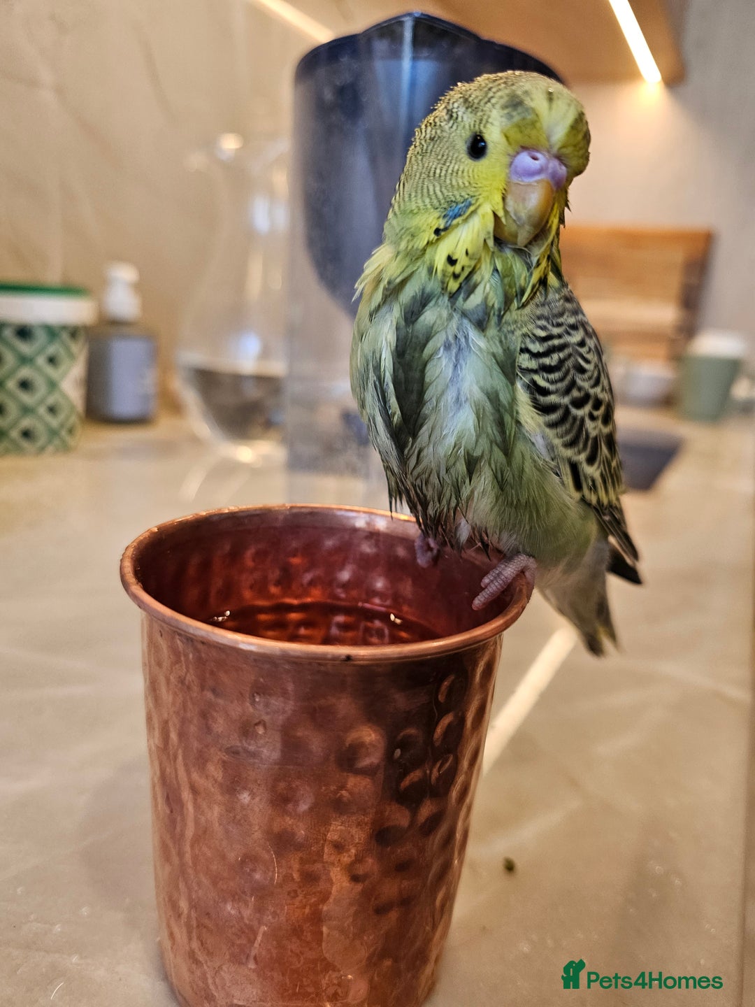 Budgerigars birds for sale: Handtamed beautiful budgies for sale - Image 4