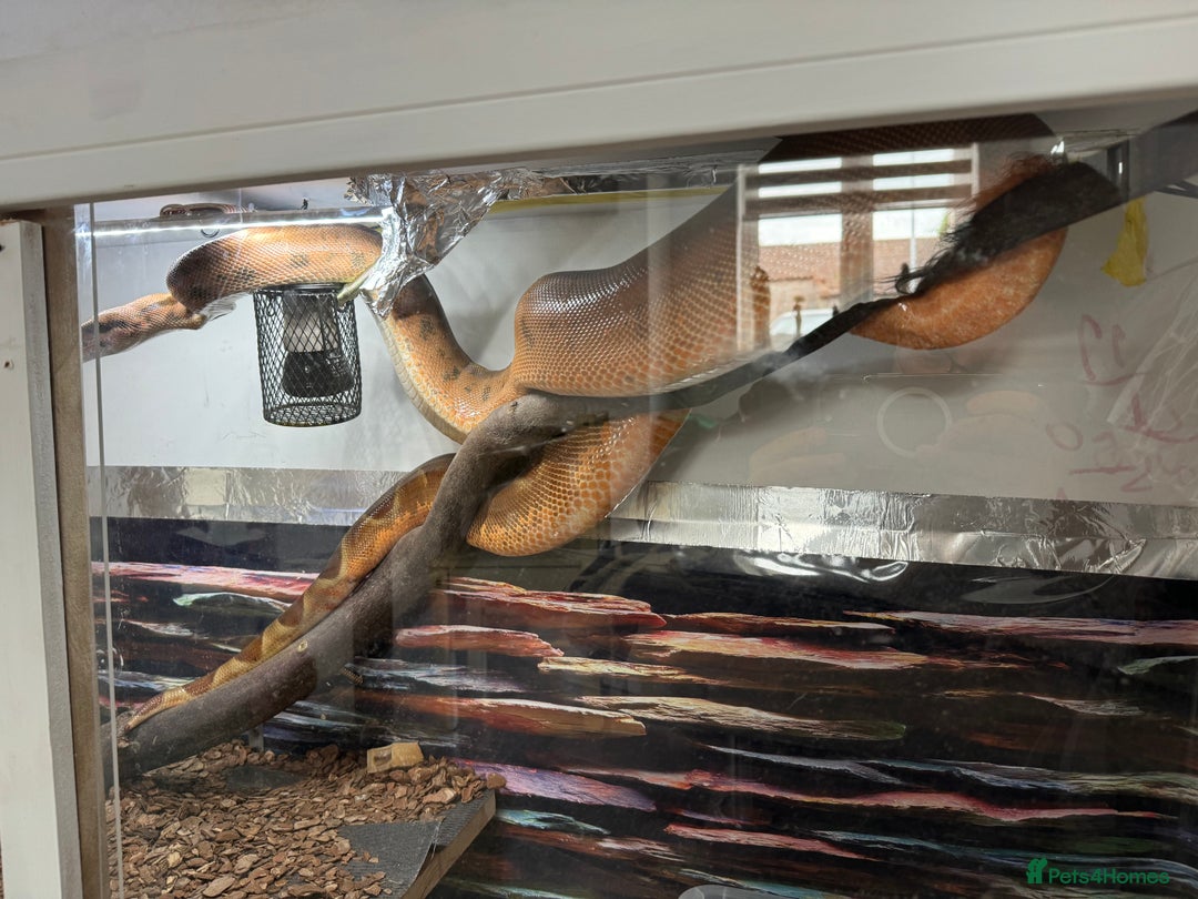 Boa Snake reptiles for sale: Boa Constrictor - Image 6