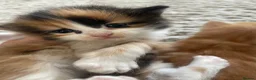 Maine Coon cats for sale: Maine coon kittens - Advert 6