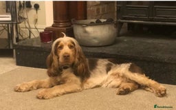 Cocker Spaniel dogs for sale: Ready now - fully health tested show cocker boy  - Image 6