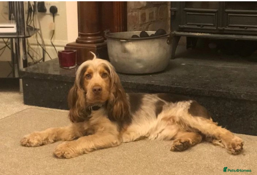 Cocker Spaniel dogs for sale: Ready now - fully health tested show cocker boy  - Image 6