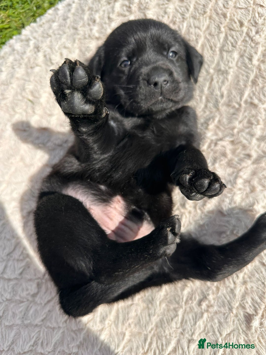 Labrador Retriever dogs for sale: 10 Beautiful black Labrador puppies - Image 17