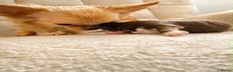 Chihuahua dogs for sale: Tiny Long Haired Chihuahua puppies  - Advert 9
