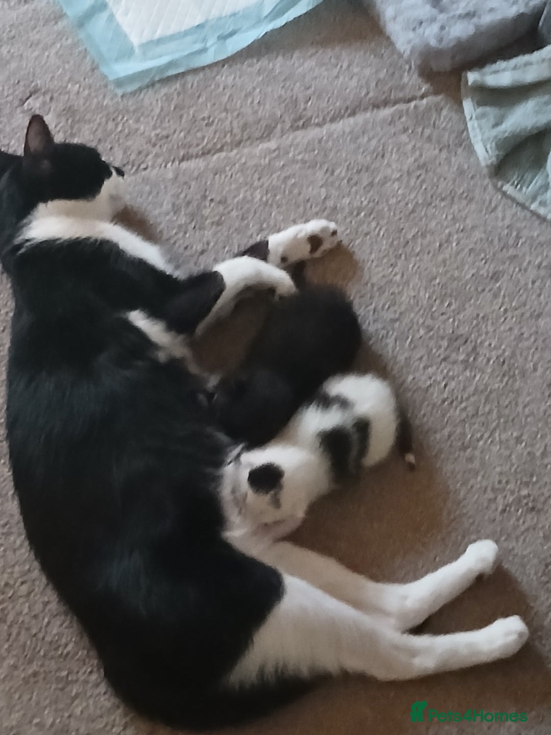 British Shorthair cats for sale: 2 kittens left. 1 girl and 1 boy left - Image 5